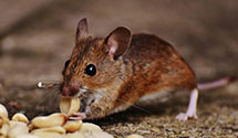 24 Hour & Emergency Exterminators in White Plains, MD